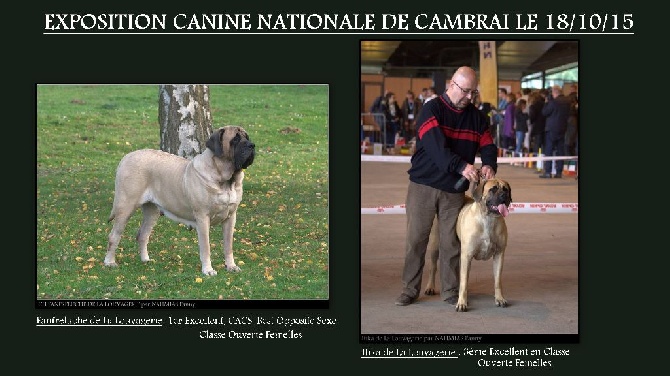 De la louvagerie - EXPOSITION CANINE NATIONALE DE CAMBRAI DE 18/10/15
