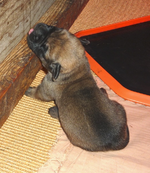 De la louvagerie - Mastiff - Portée née le 14/08/2010