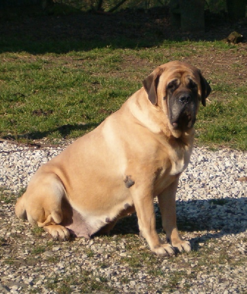 Vamba De la louvagerie