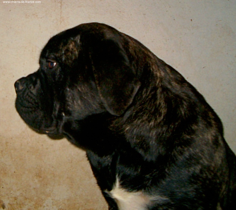 Toumba De la louvagerie