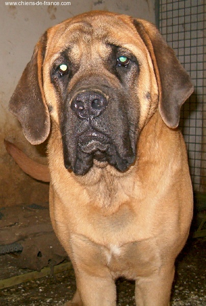 Valika De la louvagerie