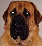 Ulysse tyson De la louvagerie