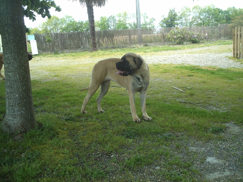 Betty boop De la louvagerie