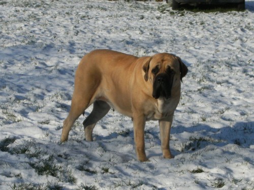 Cannelle De la louvagerie