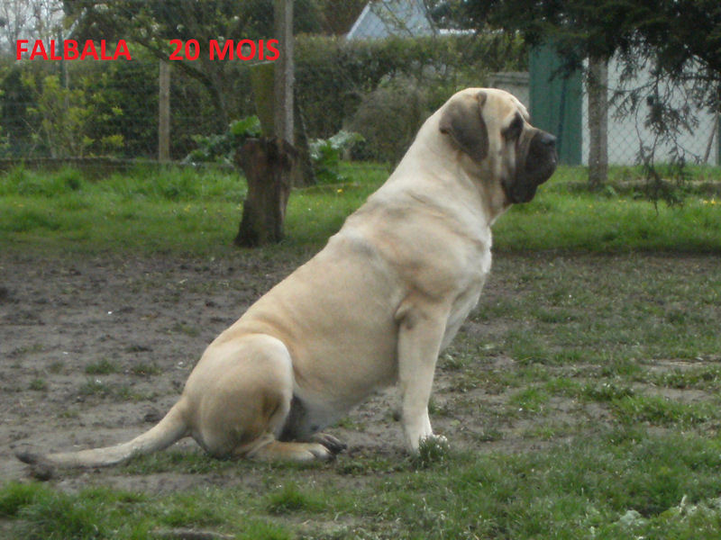 Falbala De la louvagerie