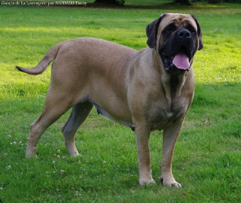 Gwapa De la louvagerie