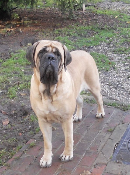 Coppelia De la louvagerie