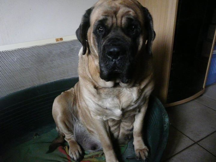 Galaxie De la louvagerie