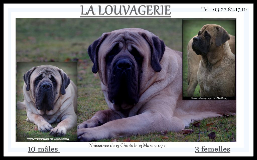 De la louvagerie - Naissance de 13 Chiots ! (Itika X Lovecraft de Molossie)