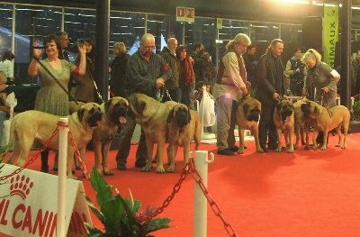 De la louvagerie - PARIS DOG SHOW le 07/01/2012