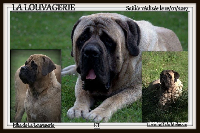 De la louvagerie - Future portée, NOUVELLE LIGNEE !!!