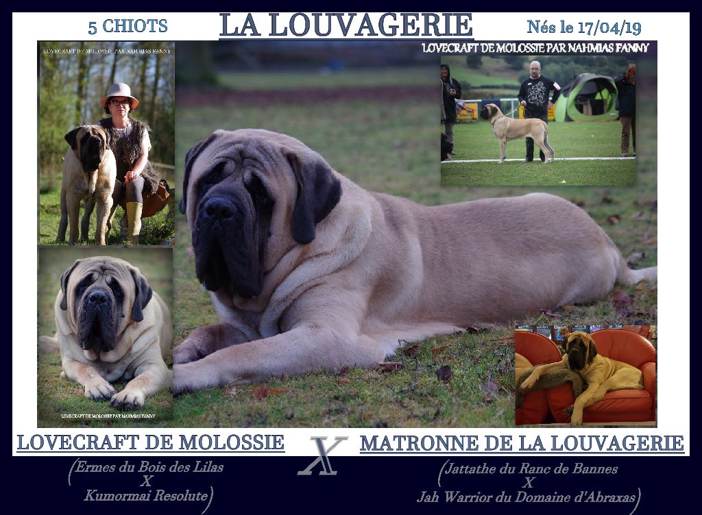 5 chiots nés le 17/04/19 (Lovecraft X Matronne)